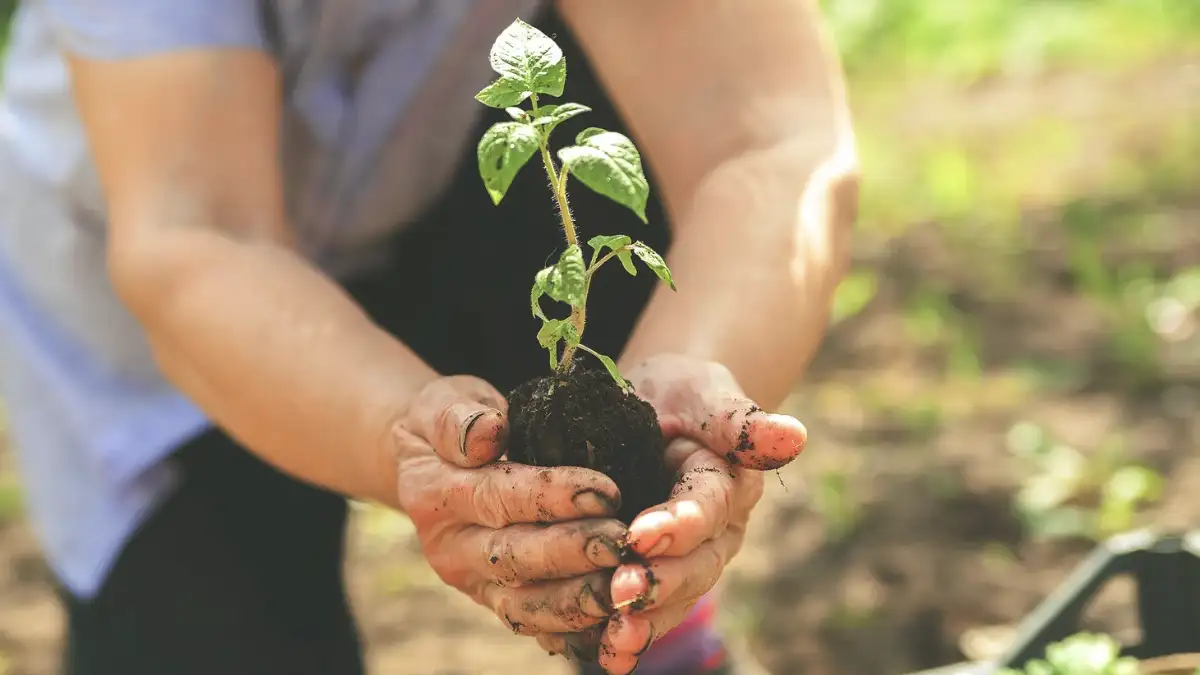 ADM agricultura regenerativa suelos resilientes México