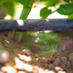 PepsiCo México agricultura regenerativa pep+