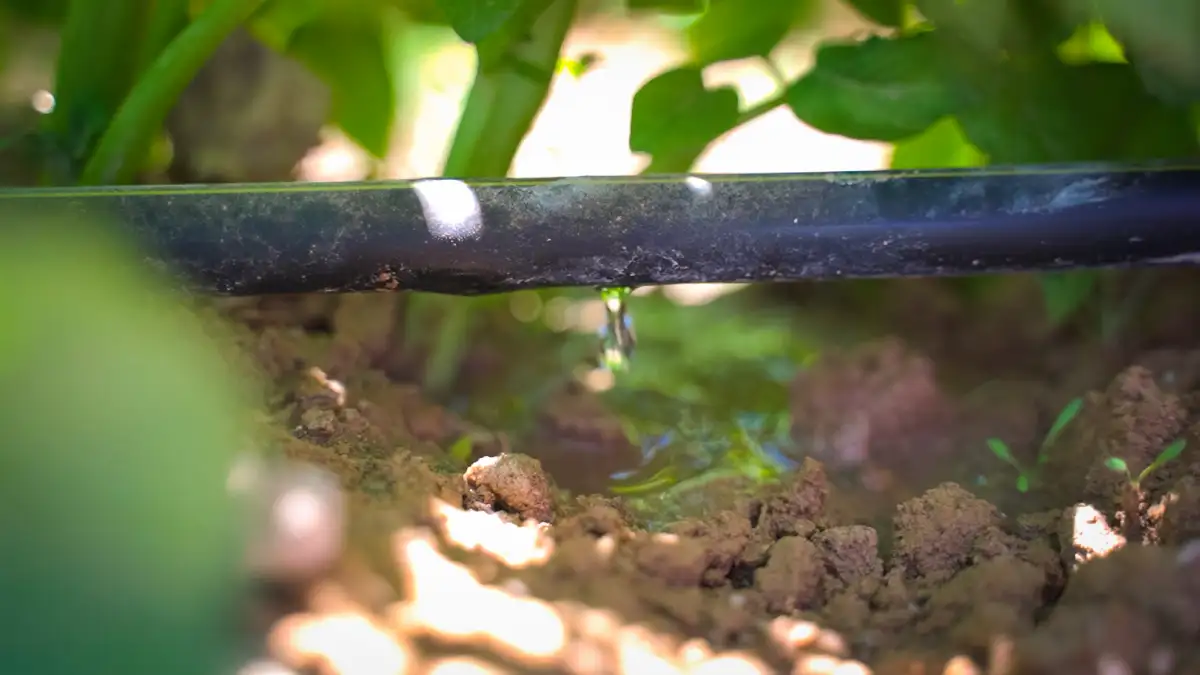 PepsiCo México agricultura regenerativa pep+