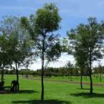 Reforestamos México Tree Cities of the World