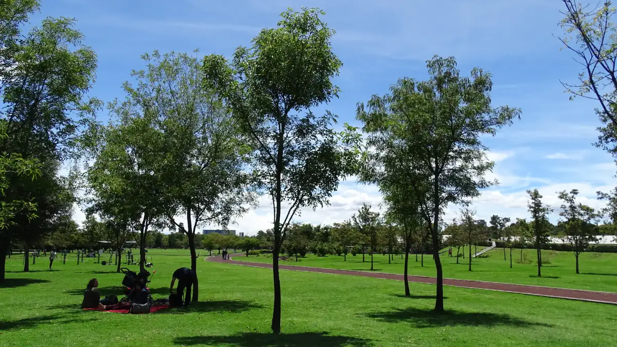 Reforestamos México Tree Cities of the World
